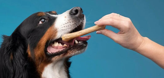 Benefits of Premium Antler Dog Chews for Your Furry Friend