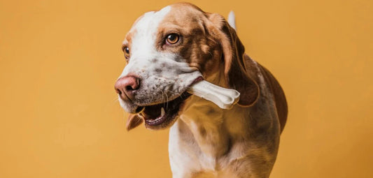 Buy Natural Antler Chews for Dogs – Long-Lasting, Healthy, and Safe!
