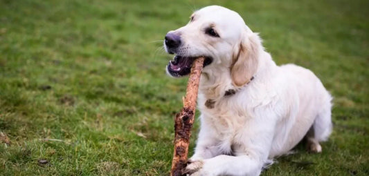 Keep Your Dog Happy and Healthy with Nekked Dawg’s Antler Chews for Large Dogs