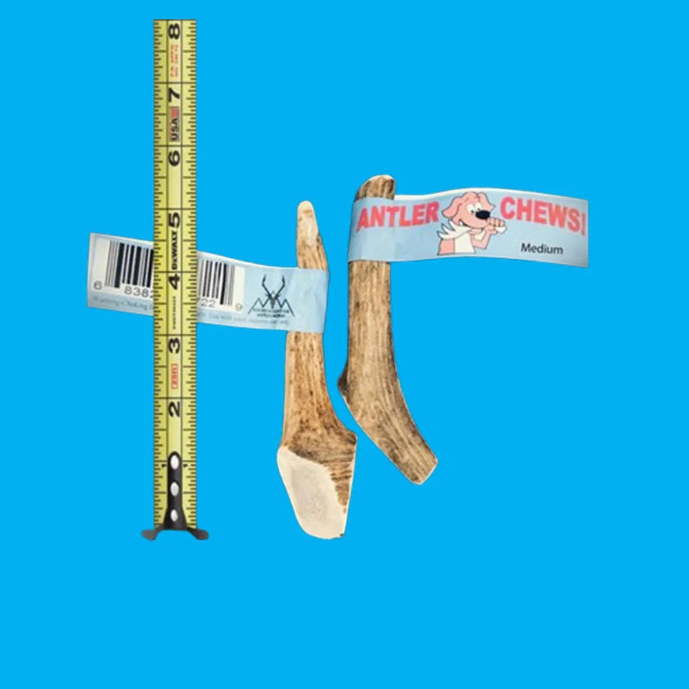 Wholesale Antler Chew Single, Small!