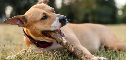 Boost Your Dog’s Health with Natural Premium Antler Dog Chews