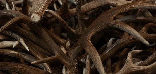 Healthy, Durable, and Natural: Deer & Elk Antler Chews for Dogs