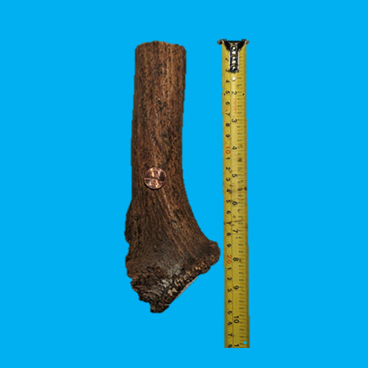 “KONG” Antler Chews For XL Dogs