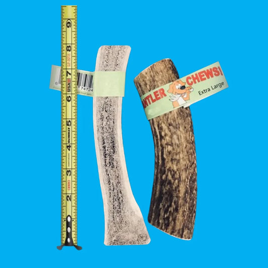 Wholesale Antler Chew Single, Large!