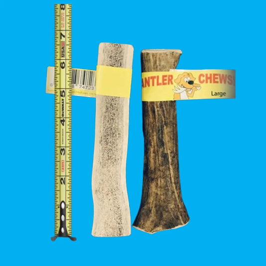Wholesale Antler Chew Single, Medium