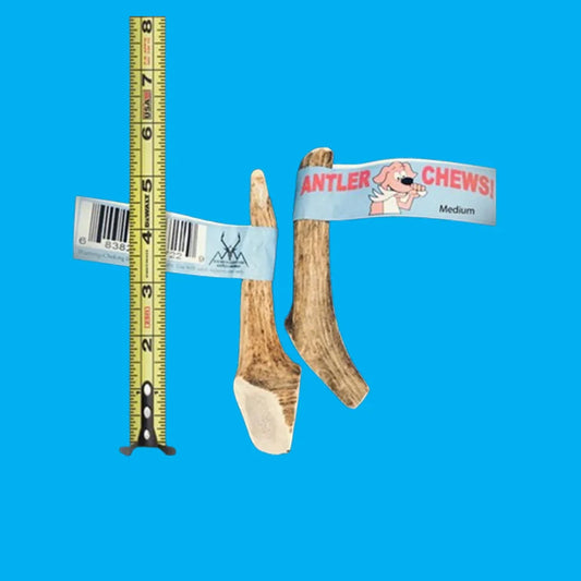 Wholesale Antler Chew Single, Small!