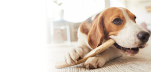 Premium Antler Dog Chews