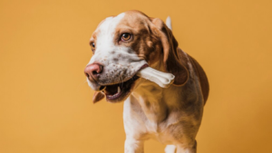Natural Antler Chews