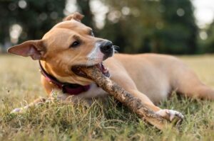 Antler Dog Chews